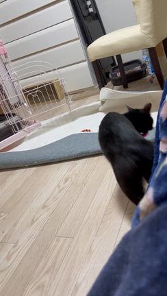 釧路ルルとライトの近況の記事動画