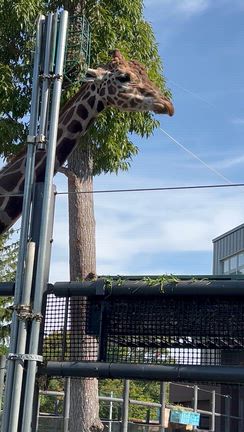 円山動物園へ行って来ましたの記事動画