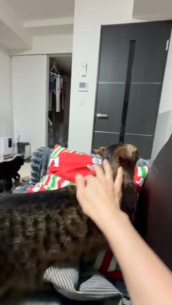 ライトくん里親さん募集への記事動画