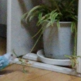 観葉植物が…の画像