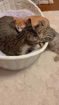 あれ誕生日だった？子猫達のトライアル❣️の記事動画