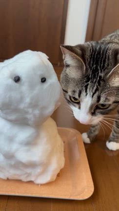 雪だるまに興味津々❣️寒い一日でしたの記事動画