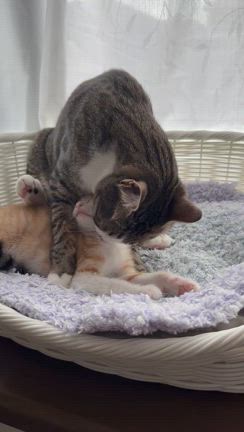 甘えたいの❣️仔猫達の様子の記事動画