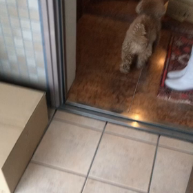 犬だって寒い。の画像