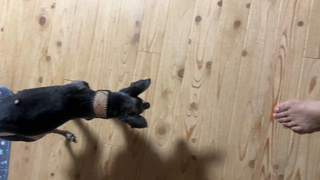 免疫介在性血小板減少症②の記事動画