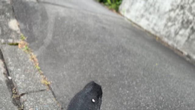 免疫介在性血小板減少症③の記事動画