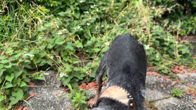 お久しぶりですの記事動画