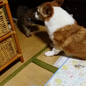 凛と銀の画像