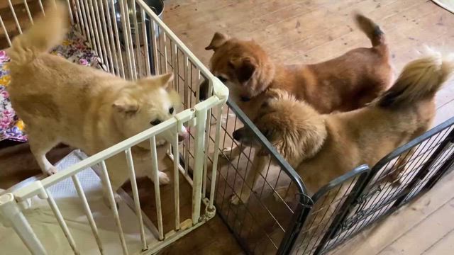 大部屋の記事動画