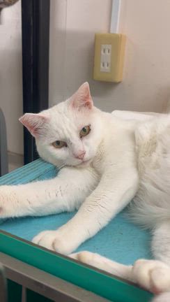 生粋の野良猫の記事動画