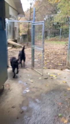 韓国犬の記事動画