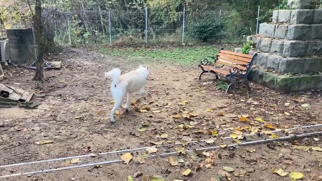 韓国犬の記事動画
