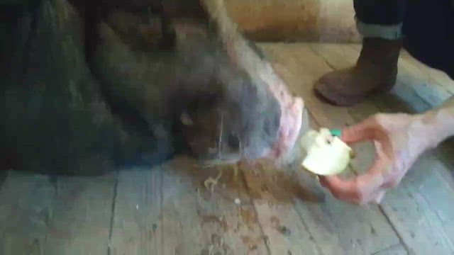 助けてください！！の記事動画