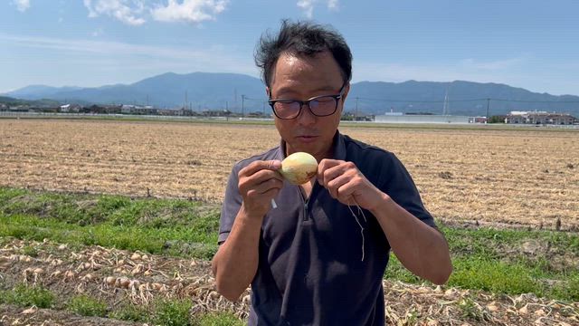 新玉ねぎの記事動画