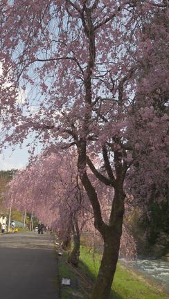 竹田の里しだれ桜の記事動画