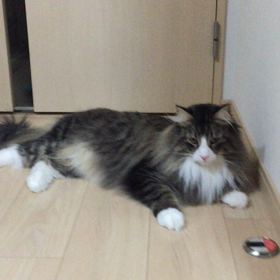 スーパーグレートゴールキーパーレオの画像