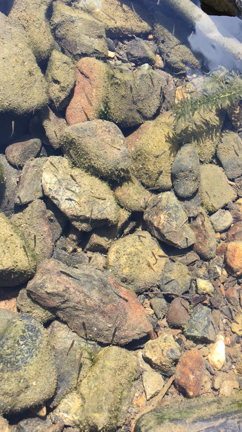 しなやか宣言の記事動画
