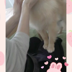 ふわもふキャメル6の画像