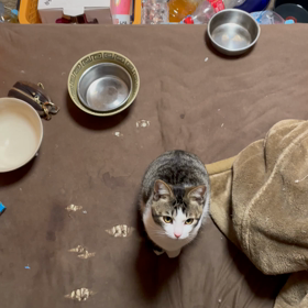 野良猫の画像