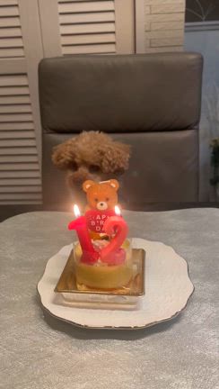 ダッチャン１２歳お誕生日おめでとう！の記事動画