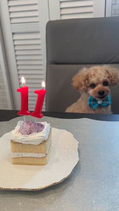 昨日はダッチャン11歳のお誕生日でした！の記事動画