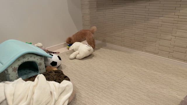 昨日はダッチャン11歳のお誕生日でした！の記事動画