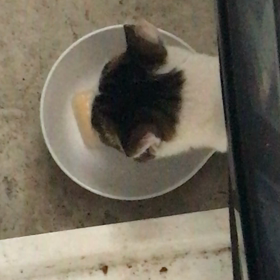 野良猫 はっちゃんにちゅーるアイスの画像