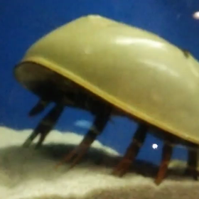 カブトガニの画像