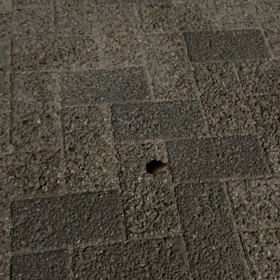 セミの画像