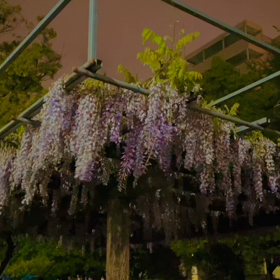 のだふじの画像