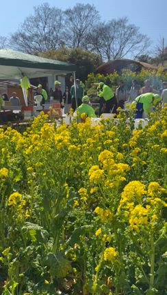 福山、田尻の菜の花まつりへ！の記事動画