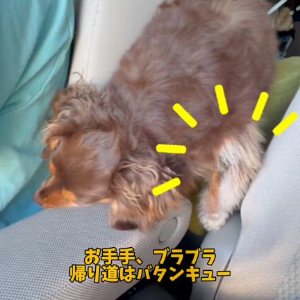 プールくらい水撒いて遊んだ後は、バタンキュー笑の記事動画