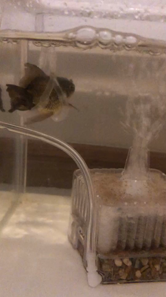 金魚の車椅子の記事動画