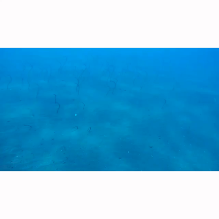 Mermaid mood！！の記事動画