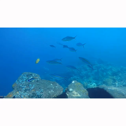 Mermaid mood！！の記事動画