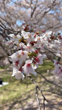 夫と一緒に同じ桜の香りを感じられる幸せ♡の記事動画