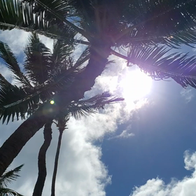 太陽のチカラの画像