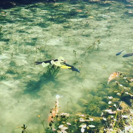 名もなき池、、モネの池の記事動画