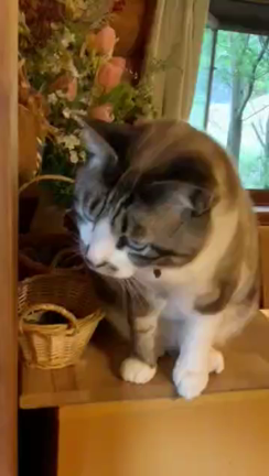 たまごっちゃに行きました♪の記事動画