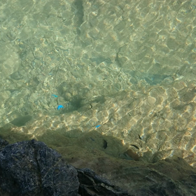 ブルーの魚発見の画像