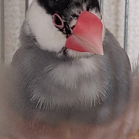 文鳥むにゃむにゃの画像