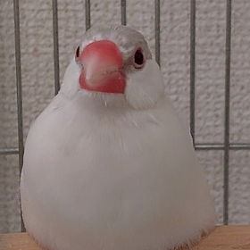 ちゅんちゅんの画像