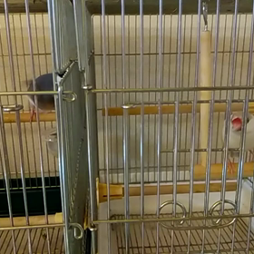 チュンチュンとブルブルの画像