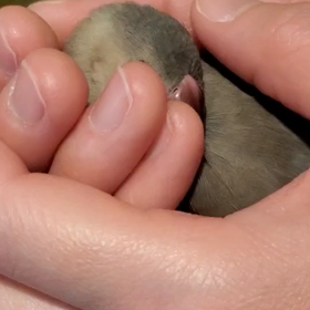文鳥デレデレの画像