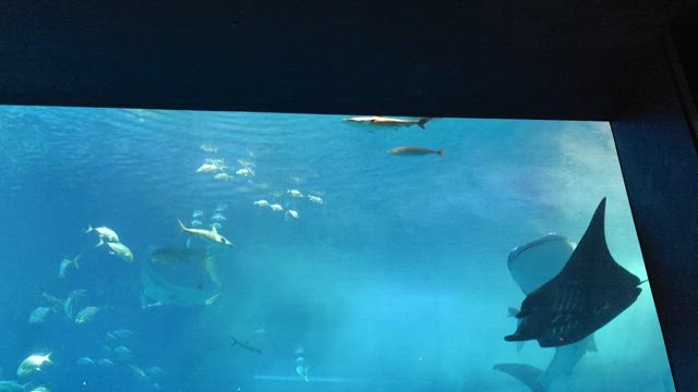娘と冬の沖縄旅行(2日目)の記事動画