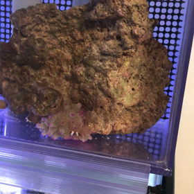 カクレ稚魚その後の画像