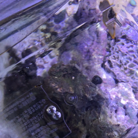 第一バンドが見えてきたの画像