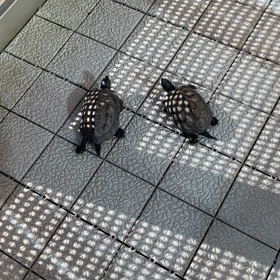 なかなか…ねの画像