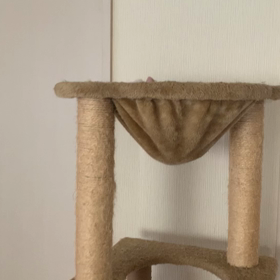 猫と子育ての画像