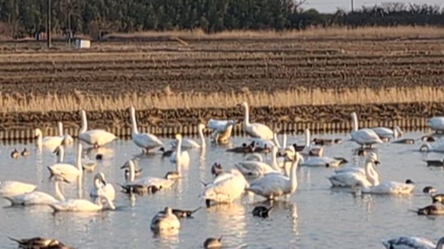 ◇今年の『白鳥の郷』◇の記事動画